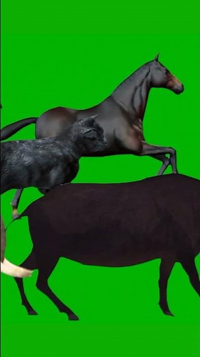 Realistic Animal Stampede Crossover With Sound Effect Animal Run Walk #animalsound #greenscreen