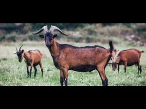 Alpine Goats: The Sweet and Strong Farm Companions #wildlife #naturedocumentary ‪@wildaiw‬