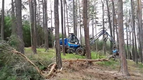 Smart Timber Processing with Advanced Machinery