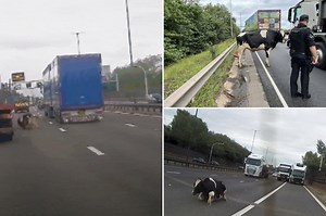 Udder chaos! Wild video shows cow tumble from truck onto busy highway