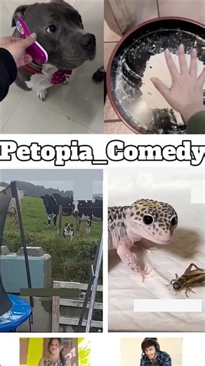 Animals Talking Like Humans 😍Pt-145 | Funny Animal Voice Over #cowsho #funnyanimals #animalcomedy