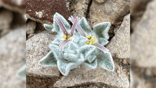 “Wooly Devil” Is First New Plant Genus Found In US National Park For Nearly 50 Years