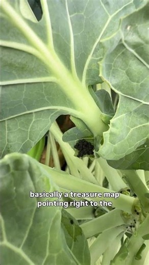 Garden Pests: Cabbage Worms.