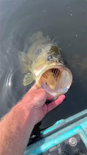 A true giant was caught and released at Caddo Lake during kayak fishing in 2026! Caddo Lake