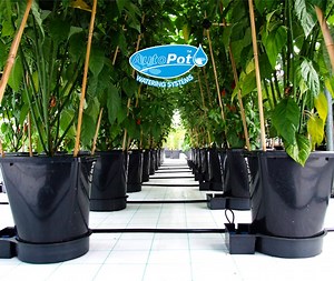 Understanding the Wicking Action of AutoPot’s Watering Systems | GreenPlanet Wholesale Canada