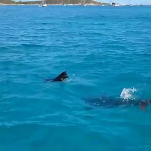 A Dolphin and a Dog Frolicking? Adorable!!! via HuffPost Greece | Andrea Arden Dog Training