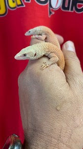 1.6K views · 19 reactions | Varanus Kingorum or king’s dwarf monitor leucistic. One the smallest monitor found in Australia. White and pink body with a long tail. #varanuskingorum #kings #monitor #leucistic #dwarf #lizards #reptiles #australian #animal #kingsmonitor #fyp #foryou #trending #viral #reels #video #instagood #goanna #rock #white #pink #monitorlizards #jtkreptiles | JTK Reptiles | Facebook
