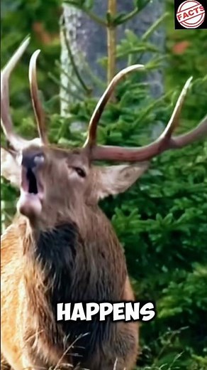 Deer Grow and Drop Their Antlers Every Year 😳🦌
