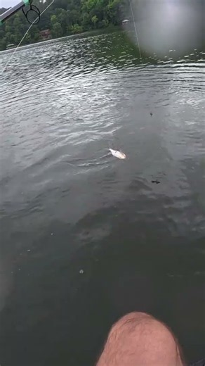 Catfish EXPLODES Top Water!!!