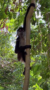 ¡Alto! 🛑 Antes de subir, ponle un nombre al monito de la suerte de Xcaret. 🐵🙈🙉 ¡Gracias! | XCARET