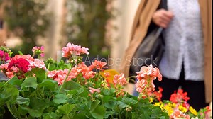 Pelargonium zonale is Pelargonium native to southern Africa in western regions of Cape Provinces, in geranium family. It is one of parents of widely cultivated plant Pelargonium hortorum.