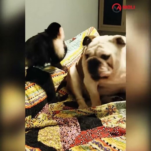 Mono mete su mano en el ano de un perro y luego se la huele :v