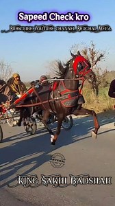 👑 King Sakhi Badshah Horse 🐎 #horses #horseracing #horseriding #horselife #fbreels #viralreelschallenge #fbreelsvideo #reelsinstagram #viralshorts #viewers Shabeer Jan @topfans Shughal Mela | Shughal Mela