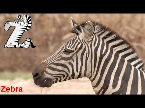 Animals start with Z / Alphabet animals / Z is for / abecedario en ingles / Alphabetimals / letter z