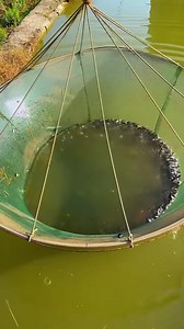 Large Fishing Net Pulled From Water Reveals Its Full Of Tiny Fish | Artistic Sparks Hub