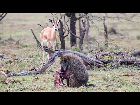 Male baboon eating a newborn gazelle while mom watches helplessly