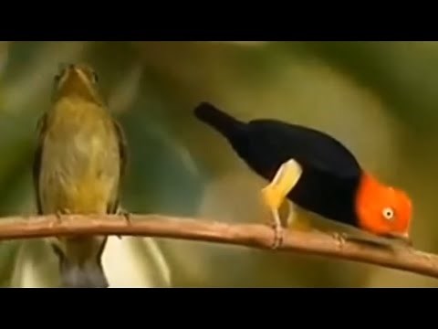 top 10 passarinhos dançarinos
