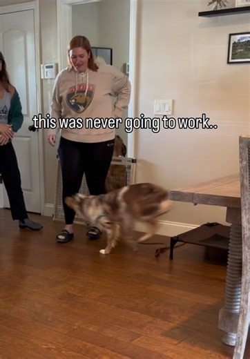 Dog Training Success: No Failure When Dog Stands