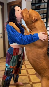 Big dog hugs XXL AMERICAN BULLY #xlbully | Jansica