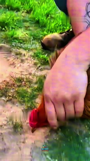 Engaging Science Experiments for Kids