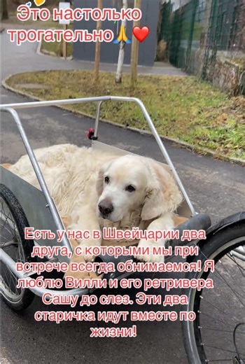 Трогательные до слез встречи с друзьями! Ретривер Саша и его лучший друг Вилли ! Мы очень рады нашей дружбе! Айрон всегда тычет в Вили мячиком и вызывает его на игру, а Саша ревнует и лает 😁❤️❤️❤️. Встреча друзей! #встреча_друзей #белаяшвейцарскаяовчарка #білашвейцарськавівчарка #счастливывместе #ретривер_в_коляске