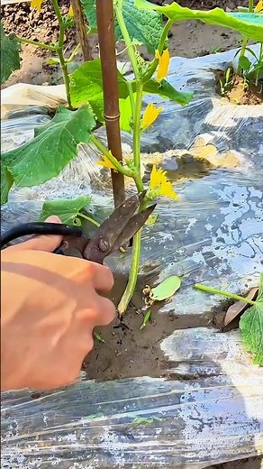 Pruning cucumber side shoots: Boosts yield and quality by improving airflow and nutrient use
