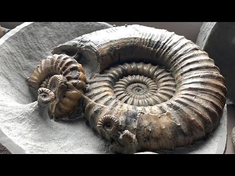 Jurassic Coast Fossils