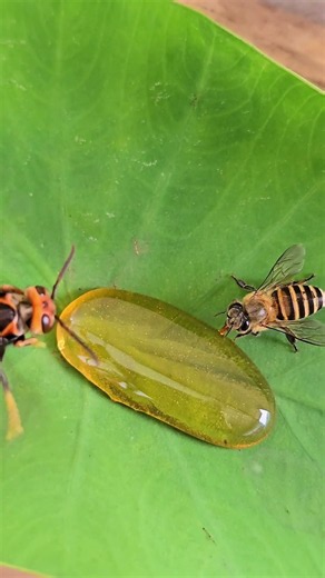 Bees Drinking Water Using Just One Leaf!