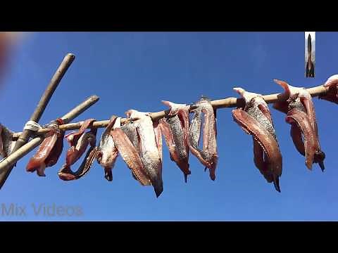 How To Make Dry Fish At Home - How To Preserve Fish Part 1