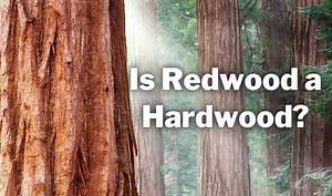 Is Redwood a Hardwood Or Softwood? (2026 Ultimate Guide!)
