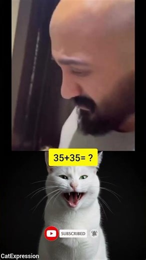 #CatExpression #CatExpression-20 #shorts #youtubeshorts #sigmacat #funnycats #catshorts #cutecat