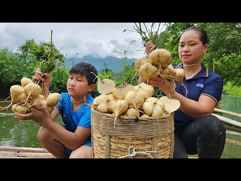 Harvest Yam Bean ( Jicama roots ) Goes to the market sell - Animal care | Lý Thị Ca