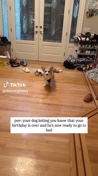 Angus & Jono The Corgis on TikTok