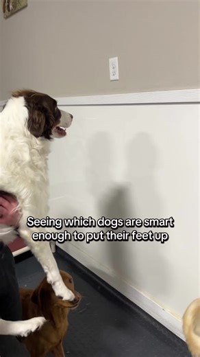 Dog Intelligence Test: Who Can Put Their Feet Up?