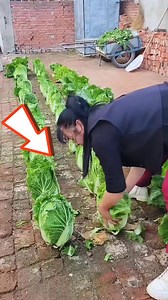 17K views · 190 reactions | Growing healthy veggies in between bricks #veggies #plantingvegetables #reels | Lee Yumi | Facebook