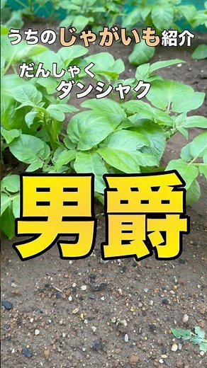 【ジャガイモ】3種類のジャガイモご紹介！ #じゃがいも #キタカムイ #ダンシャク
