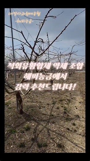 [복숭아] 석회유황합제 약제 조합 추천!