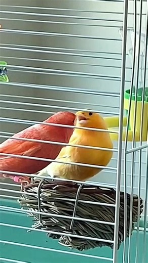 A male canary feeds a female canary that has just hatched her eggs #canary #Canáriocolor #kanarek #canarie #Canárias #الكناري #birds #カナリア鳥 #Канария #kanarya #cazacanario #ক্যানা | Fabio Canavarro