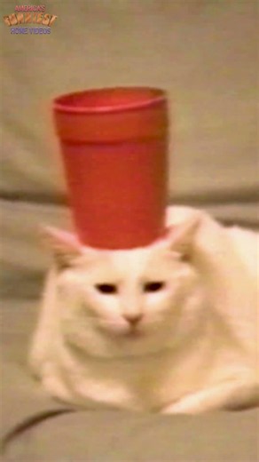 This Cat is Basically a Circus Performer 🤯 #pets #trending #shorts
