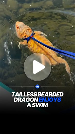 Tailless bearded dragon paddles through water with ease