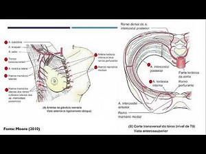 ANATOMIA DA MAMA, IRRIGAÇÃO VASCULAR, DRENAGEM LINFÁTICA E INERVAÇÃO