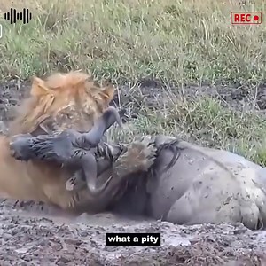 307K views · 1K reactions | The fi-ght between lion and wildebeest in the swamp | DepEd Tayo - Dinasan NHS - 303680 | Facebook