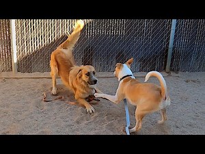 Dogs playing: Episode 57