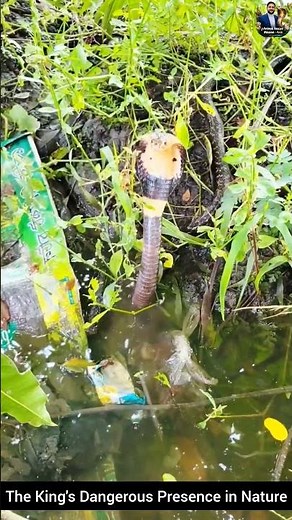 The King's Dangerous Presence in Nature #snake #wildliferescue #wildlifeentertainment #wildlife