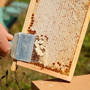 Extracting Beeswax From the Beehive Thanks for watching! Please be aware that this video is for entertainment purposes only and techniques shown should not be attempted at home! | Creative Panda