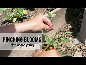 Pinching Cut Flowers for Longer Stems - Calendula, Snapdragons, Gomphrena, Orlaya, Yarrow, & more!