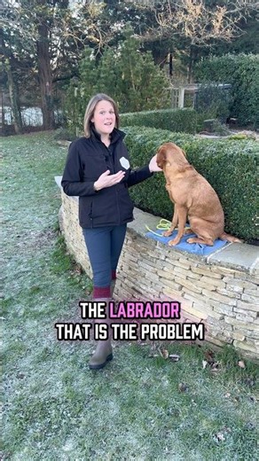 Train the Labrador you have today, not the one you trained yesterday.