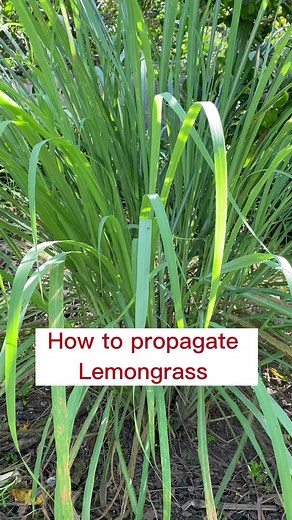 Easy way to propagate lemongrass #lemongrass #easygardening #homegrown | Lemongrass Plant