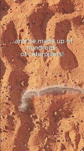Have You Ever Seen a Caterpillar Conga Line? 🐛🇦🇺 ⭐ #lapofaustralia #outbackaustralia