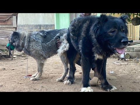 Mating Large Animals| How to Perform a Successful Dog Mating for Large Dogs 47 #dog #petsrule #pets